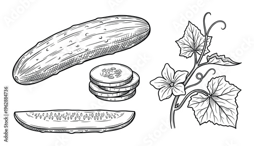 Cucumber vegetable set with whole fruit and slices hand drawn botanical sketch isolated illustration