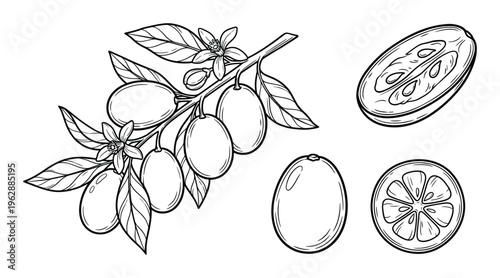 Feijoa branch with fruits flowers leaves plus whole fruit and cross section isolated on transparent