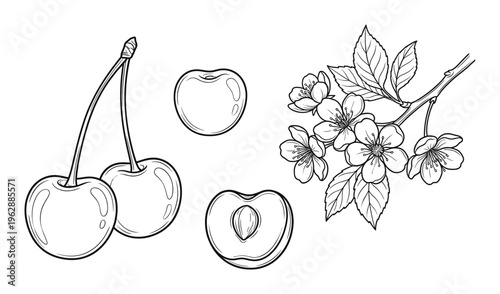 Fresh sweet cherry branch with blossoms and hand drawn fruit set on transparent background isolated