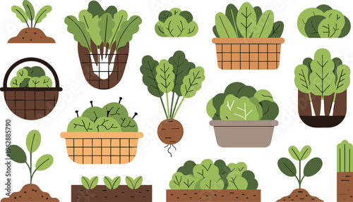 Leafy vegetables growing stages flat vector illustration garden plants in pots beds and soil organic farming cultivation concept set