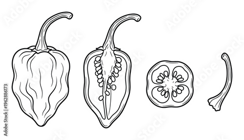 Habanero pepper hand drawn vector illustration set isolated on transparent background outline sketch