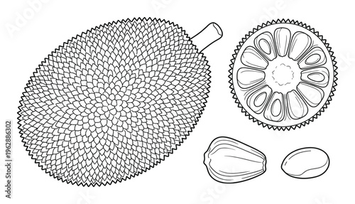 Jackfruit whole fruit cross section seeds isolated on transparent background vector illustration