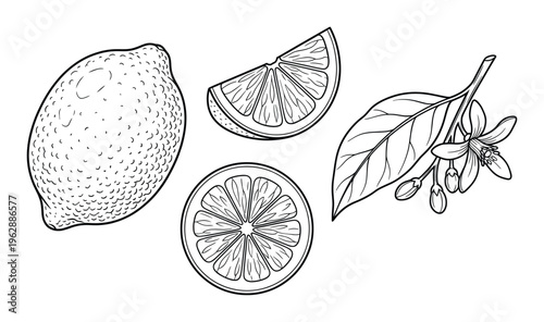 Lemon set black and white vector illustration whole fruit slice round cut branch with flowers