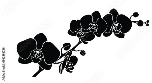 Orchid branch with multiple open flowers and buds is depicted as an elegant black silhouette against a pristine white background, offering a minimalist floral design.