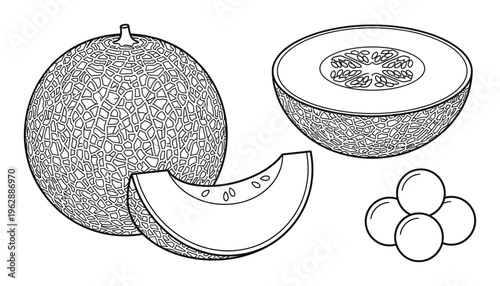 Melon fruit collection featuring whole cantaloupe half slice and melon balls black line art graphics