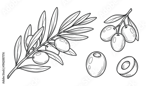 Olive branch and fruit sketches with branch of leaves and pitted olives plus cross section view set