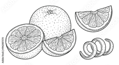 Orange fruit whole sliced segments and peel on transparent background, citrus drawing