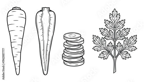 Outline carrot illustration, full vegetable, sliced pieces, and green leaf