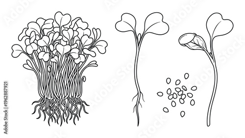 Outline microgreens illustration, bunch, sprout, and scattered seeds