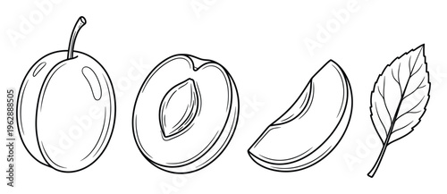 Plum fruit with green leaf whole half and cut piece vector line art food illustration set