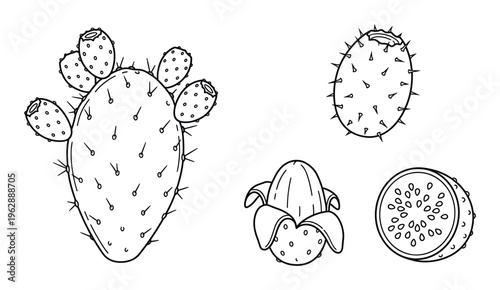 Prickly pear cactus fruit and paddle hand drawn vector illustrations for desert plant design themes