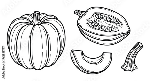 Pumpkin vegetable illustrations featuring whole squash and half with seeds plus slice and stem part
