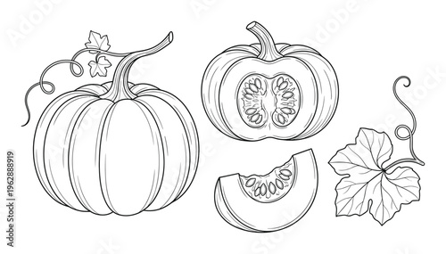 Pumpkin set with whole pumpkin, cut pumpkin, pumpkin slice, and leaf with vine