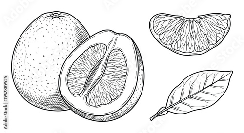 Set of grapefruit sketch on transparent background. engraving style vector illustration for your design