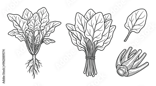 Spinach leaves with roots and stem bunch isolated on transparent background, outline art