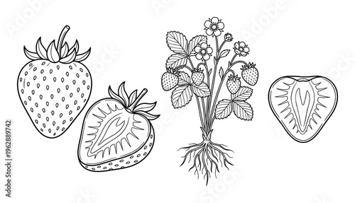 Strawberry set black and white vector illustration whole fruit half cut plant with roots flowers