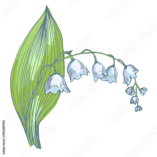 Beautiful lily of the valley flowers in spring garden, white Convallaria majalis blossoms with green leaves, delicate woodland floral background, seasonal spring nature
