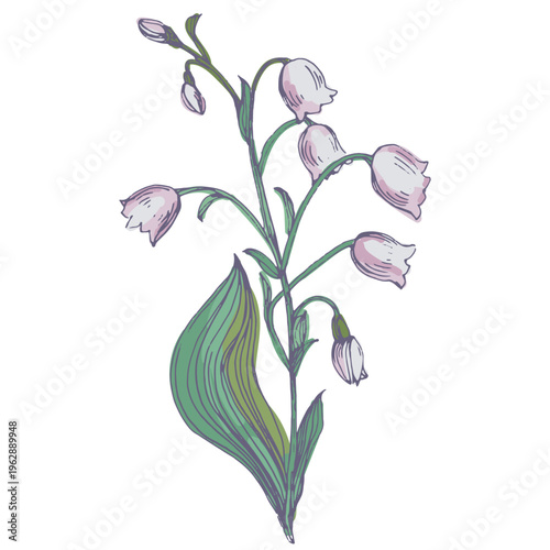 Beautiful lily of the valley flowers in spring garden, white Convallaria majalis blossoms with green leaves, delicate woodland floral background, seasonal spring nature