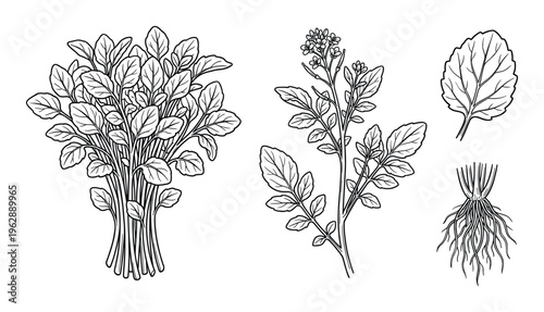 Watercress plant sketches with bunch of leaves and flowering stem plus root isolated on transparency