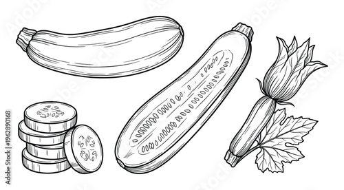Zucchini vegetable illustration with slices, flower and leaf in line art style isolated