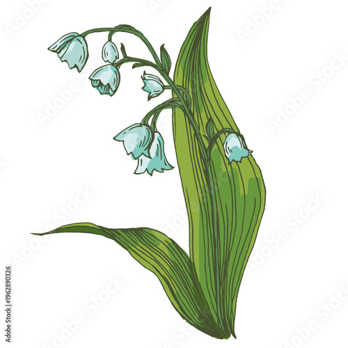 Beautiful lily of the valley flowers in spring garden, white Convallaria majalis blossoms with green leaves, delicate woodland floral background, seasonal spring nature