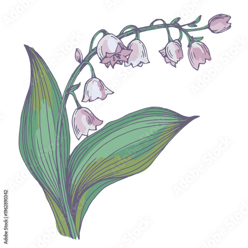 Beautiful lily of the valley flowers in spring garden, white Convallaria majalis blossoms with green leaves, delicate woodland floral background, seasonal spring nature