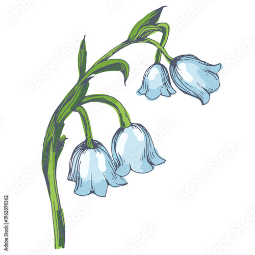 Beautiful lily of the valley flowers in spring garden, white Convallaria majalis blossoms with green leaves, delicate woodland floral background, seasonal spring nature
