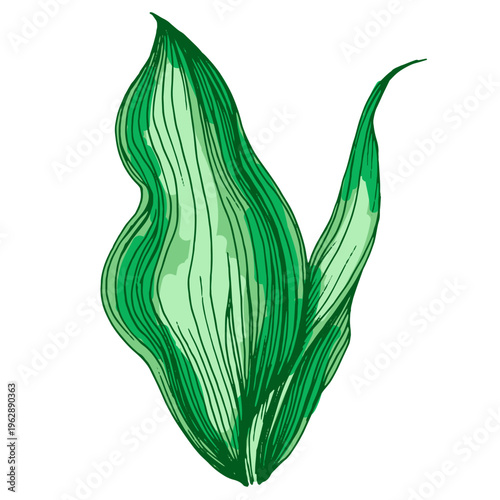 Beautiful lily of the valley flowers in spring garden, white Convallaria majalis blossoms with green leaves, delicate woodland floral background, seasonal spring nature