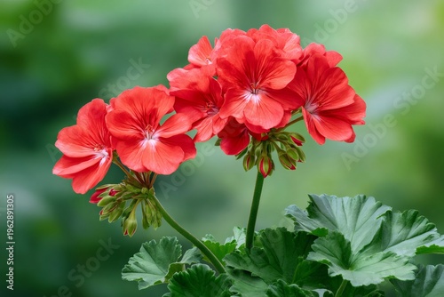 Red pelargonium geranium flowers blooming in garden