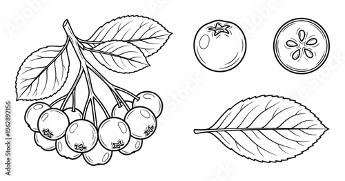 Aronia berries vector line art, cluster of berries with leaves, single berry, and slice