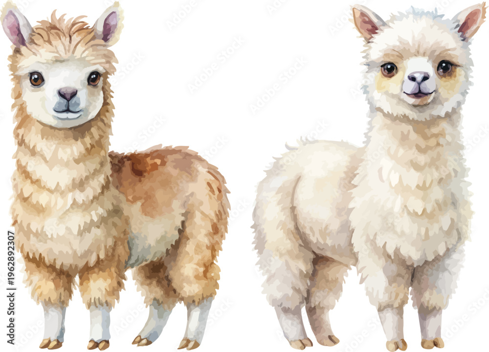Obraz premium Watercolor Alpaca Illustration, Cute Fluffy Farm Animal Clipart, Hand Painted Style, isolated on white background