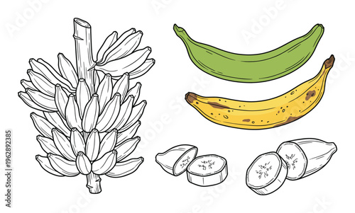 Banana fruit set with green plantain yellow ripened banana and bunch of small fruits in sketch art