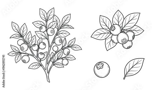 Blueberry bush and berry branch vector outline illustration set with leaves and fruit on background