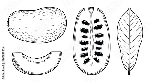 Cocoa pod fruit whole cut slice and leaf hand drawn sketch on transparent background