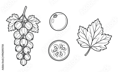 Currant berries on branch with leaves, whole and sliced berry, detailed botanical illustration