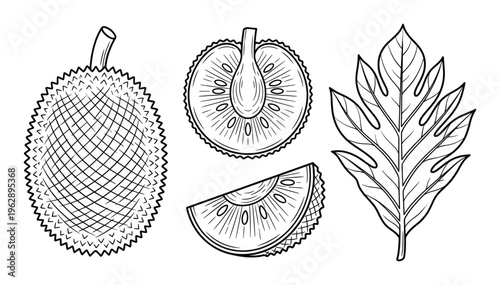 Jackfruit tropical fruit hand drawn line art illustration with cross section and leaf vector collection