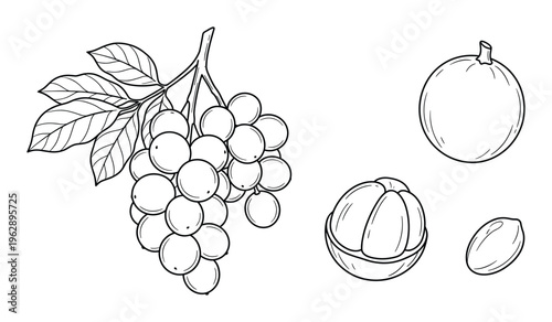 Longan fruit vector sketches set with bunch on branch whole fruit peeled segment and internal seed