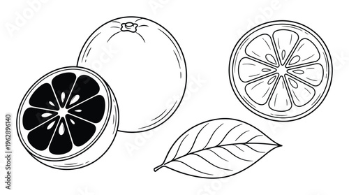 Orange fruit set with whole citrus half slices and green leaf hand drawn vector illustration sketches