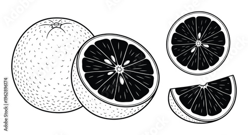 Orange fruit vector line art collection whole and sliced citrus juicy segments fresh sweet and sour natural healthy snack food