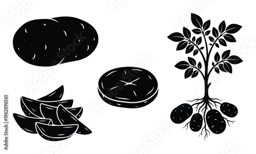 Potato plant growth and tuber collection with potato wedges and slices for agriculture food design