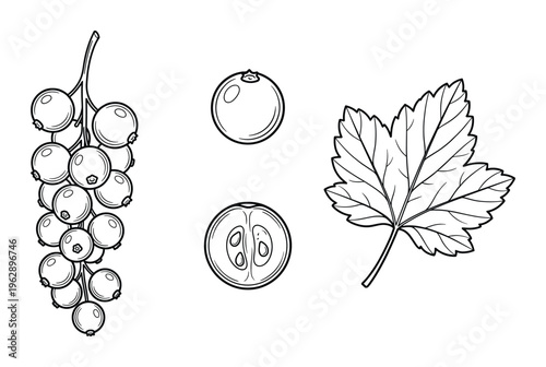 Red currant berry branch sketch including whole berries and leaf for summer fruit harvest designs