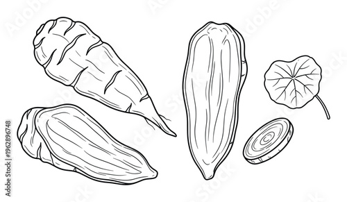 Root vegetables drawing set, oca, ulluco, ahipa, nasturtium leaf, traditional food collection
