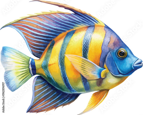 Watercolor Angelfish Illustration, Reef Fish Clipart, vector isolated on white background