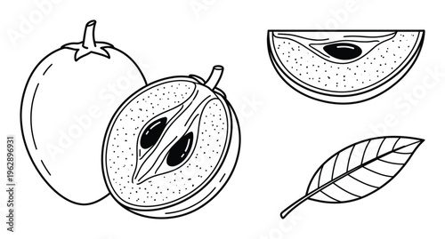 Sapodilla fruit whole and sliced with leaf isolated on transparent background line art