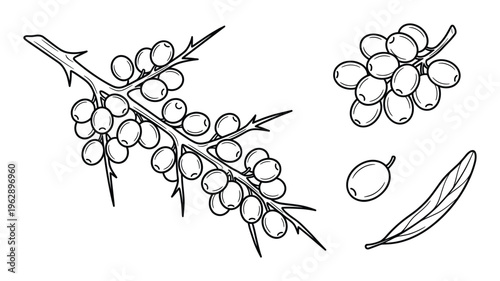 Sea buckthorn branch with berries and leaf hand drawn vector illustration set for design and graphics