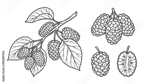 Set of mulberry elements hand drawn vector illustration branch with berries leaves isolated black outline