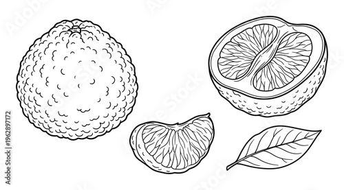 Set of fresh bergamot orange with whole fruit cut in half quarter piece and green leaf