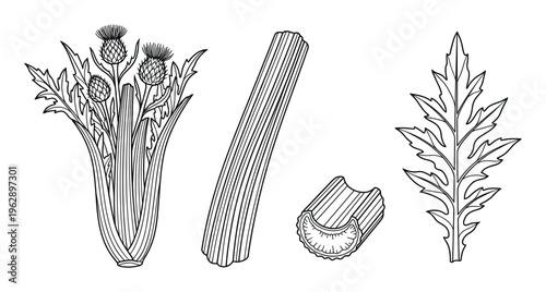 Set of thistle elements hand drawn vector illustration flower bloom stem leaves isolated black outline