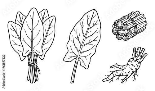 Spinach line art vector illustration set. fresh spinach leaves, bunch, and root sketch