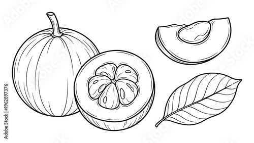 Star apple hand drawn vector illustration of whole fruit sliced halves and leaf in engraving style
